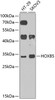 Western blot analysis of extracts of various cell lines, using HOXB5 antibody (23-415) at 1:1000 dilution.<br/>Secondary antibody: HRP Goat Anti-Rabbit IgG (H+L) at 1:10000 dilution.<br/>Lysates/proteins: 25ug per lane.<br/>Blocking buffer: 3% nonfat dry milk in TBST.<br/>Detection: ECL Enhanced Kit.<br/>Exposure time: 90s.
