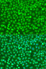Immunofluorescence analysis of U2OS cells using HOXB5 antibody (23-415) at dilution of 1:100. Blue: DAPI for nuclear staining.