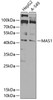 Western blot analysis of extracts of various cell lines, using MAS1 antibody (23-420) at 1:1000 dilution.<br/>Secondary antibody: HRP Goat Anti-Rabbit IgG (H+L) at 1:10000 dilution.<br/>Lysates/proteins: 25ug per lane.<br/>Blocking buffer: 3% nonfat dry milk in TBST.<br/>Detection: ECL Basic Kit.<br/>Exposure time: 90s.
