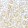 Immunohistochemistry of paraffin-embedded mouse kidney using MAS1 antibody (23-420) at dilution of 1:100 (40x lens) .