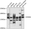 Western blot analysis of extracts of various cell lines, using KDM6A antibody (23-439) at 1:1000 dilution.<br/>Secondary antibody: HRP Goat Anti-Rabbit IgG (H+L) at 1:10000 dilution.<br/>Lysates/proteins: 25ug per lane.<br/>Blocking buffer: 3% nonfat dry milk in TBST.<br/>Detection: ECL Basic Kit.<br/>Exposure time: 40s.