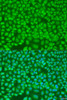 Immunofluorescence analysis of U2OS cells using PNKD antibody (23-460) at dilution of 1:100. Blue: DAPI for nuclear staining.