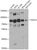 Western blot analysis of extracts of various cell lines, using HAUS3 antibody (23-480) at 1:1000 dilution.<br/>Secondary antibody: HRP Goat Anti-Rabbit IgG (H+L) at 1:10000 dilution.<br/>Lysates/proteins: 25ug per lane.<br/>Blocking buffer: 3% nonfat dry milk in TBST.<br/>Detection: ECL Basic Kit.<br/>Exposure time: 60s.