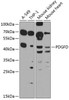 Western blot analysis of extracts of various cell lines, using PDGFD antibody (23-482) at 1:1000 dilution.<br/>Secondary antibody: HRP Goat Anti-Rabbit IgG (H+L) at 1:10000 dilution.<br/>Lysates/proteins: 25ug per lane.<br/>Blocking buffer: 3% nonfat dry milk in TBST.<br/>Detection: ECL Enhanced Kit.<br/>Exposure time: 90s.