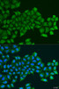 Immunofluorescence analysis of U2OS cells using PDGFD antibody (23-482) at dilution of 1:100. Blue: DAPI for nuclear staining.