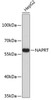 Western blot analysis of extracts of HepG2 cells, using NAPRT antibody (23-759) .<br/>Secondary antibody: HRP Goat Anti-Rabbit IgG (H+L) at 1:10000 dilution.<br/>Lysates/proteins: 25ug per lane.<br/>Blocking buffer: 3% nonfat dry milk in TBST.