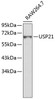 Western blot analysis of extracts of RAW264.7 cells, using USP21 antibody (23-841) .<br/>Secondary antibody: HRP Goat Anti-Rabbit IgG (H+L) at 1:10000 dilution.<br/>Lysates/proteins: 25ug per lane.<br/>Blocking buffer: 3% nonfat dry milk in TBST.