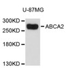 Western blot analysis of extracts of U-87MG cells, using ABCA2 antibody (23-858) .<br/>Secondary antibody: HRP Goat Anti-Rabbit IgG (H+L) at 1:10000 dilution.<br/>Lysates/proteins: 25ug per lane.<br/>Blocking buffer: 3% nonfat dry milk in TBST.