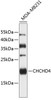Western blot analysis of extracts of MDA-MB231 cells, using CHCHD4 antibody (23-861) .<br/>Secondary antibody: HRP Goat Anti-Rabbit IgG (H+L) at 1:10000 dilution.<br/>Lysates/proteins: 25ug per lane.<br/>Blocking buffer: 3% nonfat dry milk in TBST.