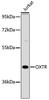 Western blot analysis of extracts of Jurkat cells, using OXTR antibody (23-879) at 1:1000 dilution.<br/>Secondary antibody: HRP Goat Anti-Rabbit IgG (H+L) at 1:10000 dilution.<br/>Lysates/proteins: 25ug per lane.<br/>Blocking buffer: 3% nonfat dry milk in TBST.