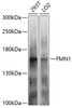 Western blot analysis of extracts of various cell lines, using FMN1 antibody (23-901) at 1:1000 dilution.<br/>Secondary antibody: HRP Goat Anti-Rabbit IgG (H+L) at 1:10000 dilution.<br/>Lysates/proteins: 25ug per lane.<br/>Blocking buffer: 3% nonfat dry milk in TBST.<br/>Detection: ECL Basic Kit.<br/>Exposure time: 1s.