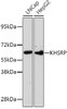 Western blot analysis of extracts of various cell lines, using KHSRP antibody (23-904) .<br/>Secondary antibody: HRP Goat Anti-Rabbit IgG (H+L) at 1:10000 dilution.<br/>Lysates/proteins: 25ug per lane.<br/>Blocking buffer: 3% nonfat dry milk in TBST.
