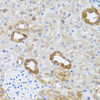 Immunohistochemistry of paraffin-embedded rat kidney using RNASEL antibody (23-936) at dilution of 1:100 (40x lens) .