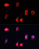 Immunofluorescence analysis of HeLa cells using BST1 antibody (23-965) at dilution of 1:100. Blue: DAPI for nuclear staining.