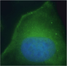 Immunocytochemistry staining of DPP4 antibody.