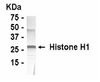 Western blot detection of Histone H1 antibody.