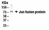 Western Blot of JUN antibody. E coli-derived fusion protein as test antigen. XW-7318 dilution: 1/2000, Goat anti-IgY-HRP dilution: 1/1000. Colorimetric method for signal development. Arrow points to Jun fusion protein. Predicted band size : 40 kDa