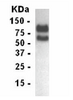 Western blot of LDLR antibody. Transiently transfected 293 cells probed with XW-7339.