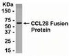 E coli-derived fusion protein as test antigen. Affinity-purified IgY dilution: 1:2000, Goat anti-IgY-HRP dilution: 1:1000. Colorimetric method for signal development.