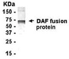 E coli-derived fusion protein as test antigen. Affi-pure IgY dilution: 1:2000, Goat anti-IgY-HRP dilution: 1:1000. Colorimetric method for signal development