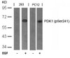 Western blot analysis of lysed extracts from 293 and PC12 cells untreated or treated with EGF using PDK1 (Phospho-Ser241) .