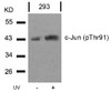 Western blot analysis of lysed extracts from 293 cells untreated or treated with UV using c-Jun (Phospho-Thr91) .