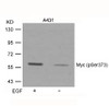 Western blot analysis of lysed extracts from A431 cells untreated or treated with EGF using Myc (Phospho-Ser373) .