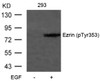 Western blot analysis of lysed extracts from 293 cells untreated or treated with EGF using Ezrin (Phospho-Tyr353) .
