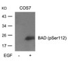 Western blot analysis of lysed extracts from cos7 cells untreated or treated with EGF using BAD (Phospho-Ser112) .