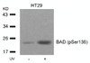 Western blot analysis of lysed extracts from HT29 cells untreated or treated with UV using BAD (Phospho-Ser136) .