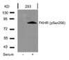 Western blot analysis of lysed extracts from 293 cells untreated or treated with serum using FKHR (Phospho-Ser256) .