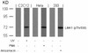Western blot analysis of lysed extracts from UV-treated C2C12, PMA-treated HeLa and anisomycin-treated 293 cells using LIMK1 (Phospho-Thr508) .