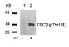 Western blot analysis of lysed extracts from HeLa cells untreated (Lane 1) or treated with UV (lane 2) using CDC2 (Phospho-Thr161) .