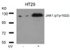 Western blot analysis of lysed extracts from HT29 cells untreated or treated with UV using JAK1 (Phospho-Tyr1022) .