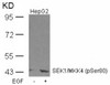 Western blot analysis of lysed extracts from HepG2 cells untreated or treated with EGF using SEK1/MKK4 (Phospho-Ser80) .