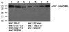 Western blot analysis of lysed extracts from various cells using ASK1 (Phospho-Ser966) .