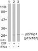 Western blot analysis of lysed extracts from HeLa cells untreated or treated with EGF, IFN-&#945; using p27Kip1 (Phospho-Thr187) .