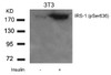 Western blot analysis of lysed extracts from 3T3 cells untreated or treated with Insulin using IRS-1 (Phospho-Ser636) .
