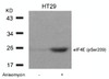 Western blot analysis of lysed extracts from HT29 cells untreated or treated with Anisomycin using eIF4E (Phospho-Ser209) .
