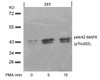Western blot analysis of lysed extracts from 293 cells untreated or treated with PMA for the indicated times, using p44/42 MAP Kinase (Phospho-Thr202) .
