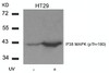 Western blot analysis of lysed extracts from HT29 cells untreated or treated with UV using P38 MAPK (Phospho-Thr180) .
