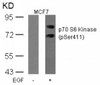 Western blot analysis of lysed extracts from MCF cells untreated or treated with EGF using p70 S6 Kinase (Phospho-Ser411) .