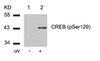 Western blot analysis of lysed extracts from 293 cells untreated (Lane 1) or treated with UV (lane 2) using CREB (Phospho-Ser129) .