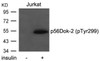 Western blot analysis of lysed extracts from Jurkat cells untreated or treated with insulin using p56Dok-2 (Phospho-Tyr299) .