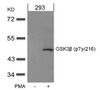 Western blot analysis of lysed extracts from 293 cells untreated or treated with PMA using GSK3&#946; (Phospho-Tyr216) .