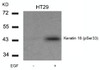 Western blot analysis of lysed extracts from HT29 cells untreated or treated with EGF using Keratin 18 (Phospho-Ser33) .
