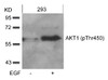 Western blot analysis of lysed extracts from 293 cells untreated or treated with EGF using AKT1 (phospho-Thr450) .