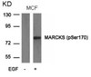 Western blot analysis of lysed extracts from MCF cells untreated or treated with EGF using MARCKS (phospho-Ser170) .