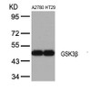 Western blot analysis of lysed extracts from A2780 and HT29 cells using GSK3&#946; (Ab-9) .