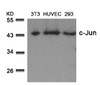 Western blot analysis of lysed extracts from 3T3, HUVEC and 293 cells using c-Jun (Ab-73) .